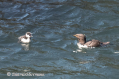 Ciommon-Murre-Oregon-Coast-Yaquina-D850-153835