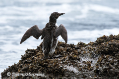 Common-Murre-D500-015324