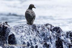 Common-Murre-D500-015347