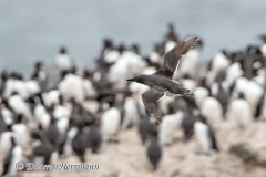 Common-Murre-D500-017115