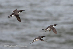 Common-Murre-D500-017499