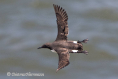 Common-Murre-D500-018067