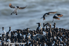 Common-Murre-D500-018558