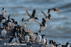 Common-Murre-D500-018826