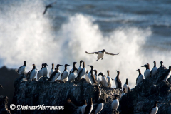Common-Murre-D500-018998