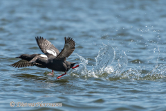 Pigeon-Gillemot-D500-020799