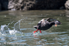 Pigeon-Gillemot-D500-020950