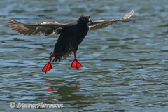 Pigeon-Gillemot-D500-020971