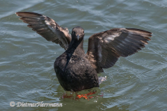 Pigeon-Gillemot-D500-021148