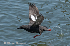 Pigeon-Gillemot-D500-021178
