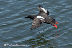 Pigeon-Gillemot-D500-021189