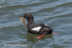 Pigeon-Gillemot-D500-021201