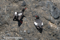 Pigeon-Guillemot-D500-019710