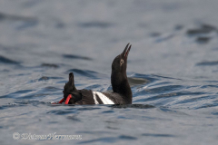 Pigeon-Guillimot-D850-144861