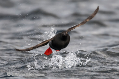 Pigeon-Guillimot-D850-144921