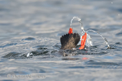 Pigeon-Guillimot-D850-144981