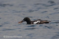 Pigeon-Guillimot-Olympic-NP-Ediz-Hook-D850-144824