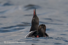 Pigeon-Guillimot-Olympic-NP-Ediz-Hook-D850-144864