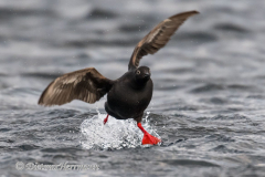 Pigeon-Guillimot-Olympic-NP-Ediz-Hook-D850-144920