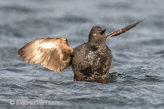 Pigeon-Guillimot-Olympic-NP-Ediz-Hook-D850-144984