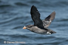 Rhinoceros-auklet-D850-142034