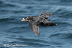Rhinoceros-auklet-D850-142042