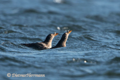 Rhinocerus-Auklet-D500-010423