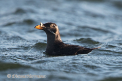 Rhinocerus-Auklet-D500-010428