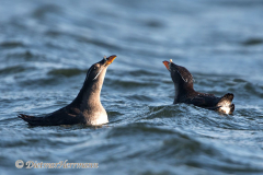 Rhinocerus-Auklet-D500-010447