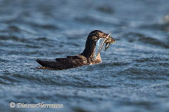 Rhinocerus-Auklet-D500-010577