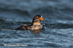 Rhinocerus-Auklet-D500-010615