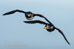 Rhinocerus-Auklet-D500-010697