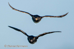 Rhinocerus-Auklet-D500-010700