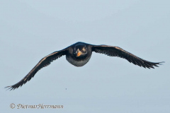 Rhinocerus-Auklet-D500-010713