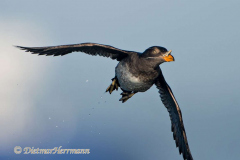 Rhinocerus-Auklet-D500-010720
