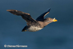Rhinocerus-Auklet-D500-010728