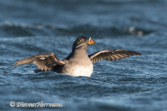 Rhinocerus-Auklet-D500-010889