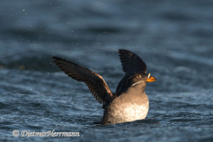 Rhinocerus-Auklet-D500-010891