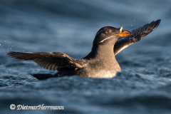 Rhinocerus-Auklet-D500-011273