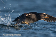 Rhinocerus-Auklet-D500-011314