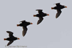 Tufted-Puffin-D500-015211-14