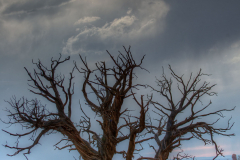 Arches-NP-Baum-vor-Gewitterhimmel-D800E-040858_60_tonemapped