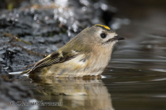 Wintergoldhaehnchen-D850-195868