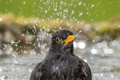Amsel-D850b-065285