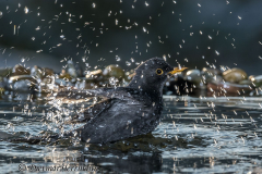 Amsel-Z7-045795