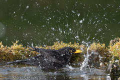 Amsel-Z7-056273
