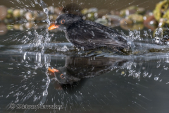 Amsel-Z7II-037559