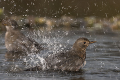 Amsel-Z7II-037586