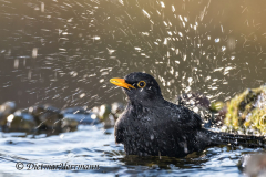 Amsel-Z7II-038826