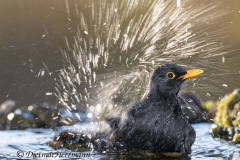 Amsel-Z7II-038833